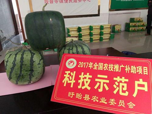 孕期可以吃佛瓜吗,佛瓜在孕期中的适宜食用探讨