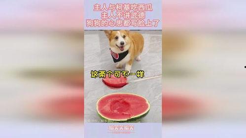 吃瓜狗和主人,一段温馨的宠物情缘