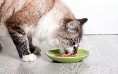 猫咪吃瓜背影卡通,背影卡通萌态十足