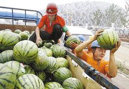 西瓜鸟怎么吃瓜,揭秘自然界的趣味现象