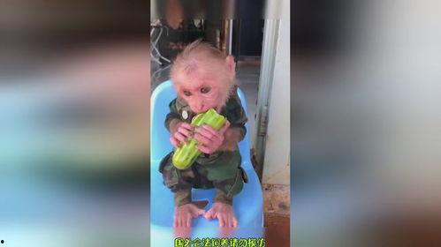 猴哥配音吃瓜视频,带你领略影视幕后趣闻