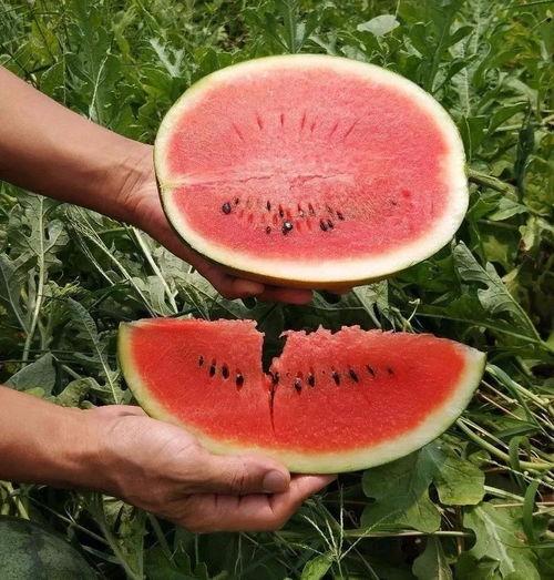 现在是吃瓜的季节,揭秘吃瓜季的精彩瞬间