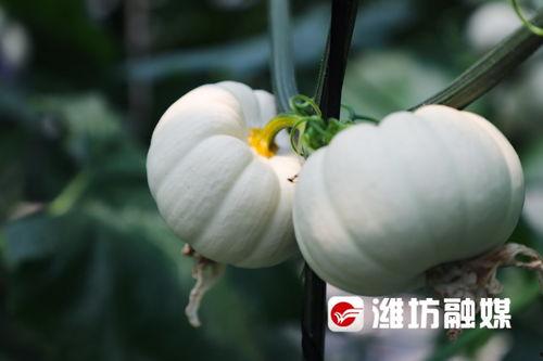 潍坊伊利吃瓜,揭秘背后真相与网络舆论风暴