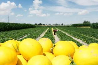 甘农大民勤吃瓜,探寻民勤特色瓜果的魅力