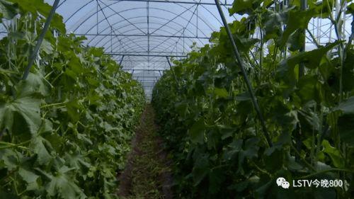 西昌吃瓜图片大全,一场视觉盛宴的“吃瓜”之旅