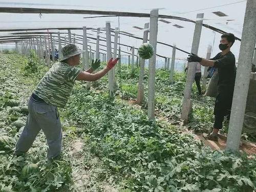 呱唧吃瓜,揭秘娱乐圈的甜蜜与苦涩