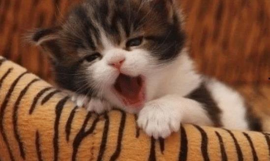 小猫可以吃小瓜,小瓜成猫咪新宠