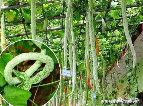 蛇视频吃瓜,揭秘蛇类捕食的惊心动魄瞬间