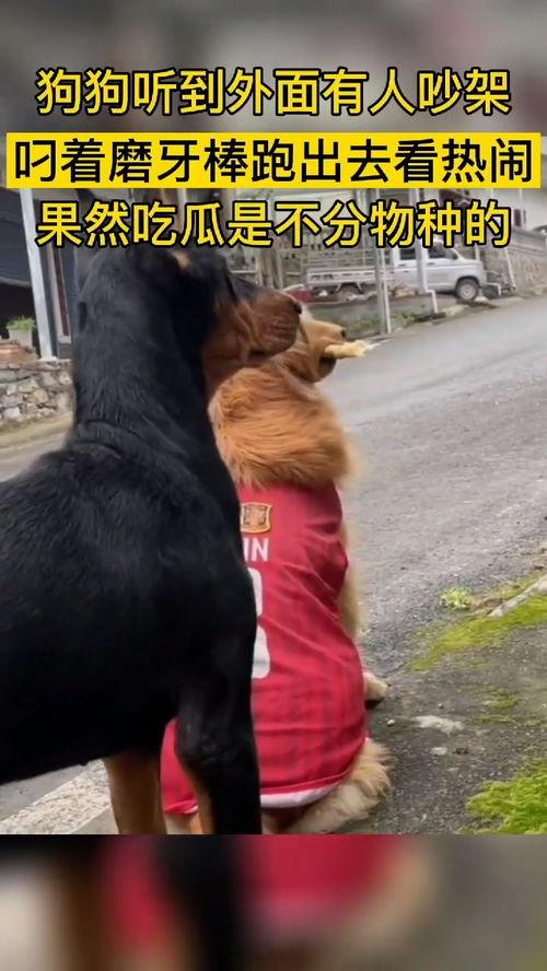 群众吃瓜的动物,揭秘群众吃瓜动物的趣味生活