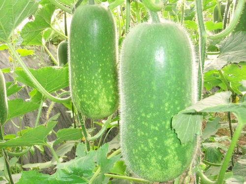 柳州河西吃瓜大赛,夏日狂欢，瓜王争霸记