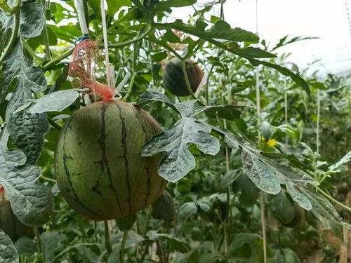 河南第一吃瓜,揭秘当地特色美食背后的故事