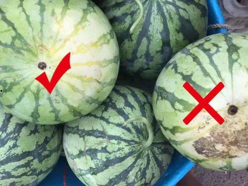 黑瓜头怎么吃,解锁独特吃法，尽享美味时光