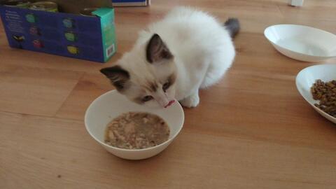 布偶吃瓜,布偶萌宠的夏日吃瓜时光