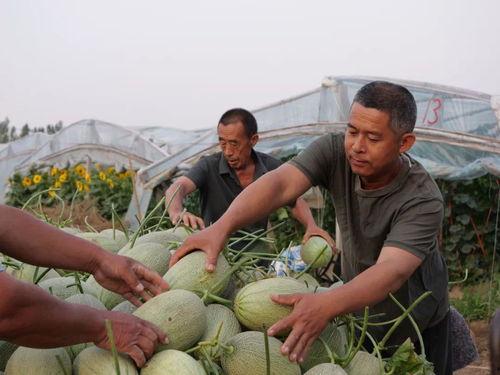 付村社区吃瓜,吃瓜群众的热闹日常