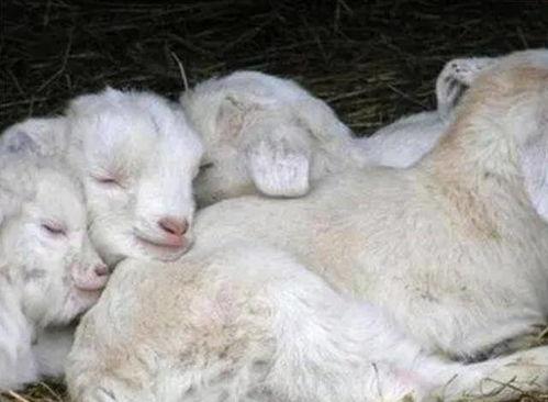 白小羊吃瓜糖,吃瓜糖之旅