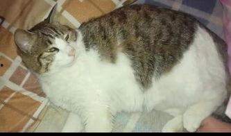 猫子吃瓜,揭秘娱乐圈的幕后故事