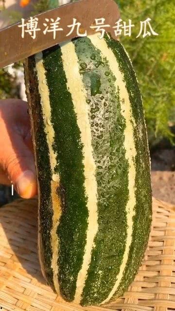 瓜熟了去你家吃,共享丰收喜悦——邀您共赴我家品鉴佳肴