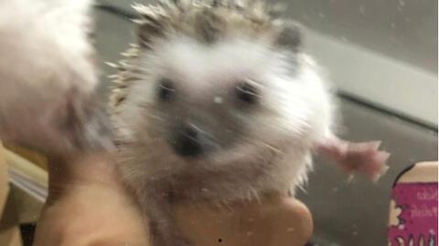 刺猬带全家吃瓜,共享夏日清凉时光