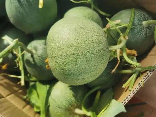 涛仔在线吃瓜,揭秘娱乐圈幕后故事