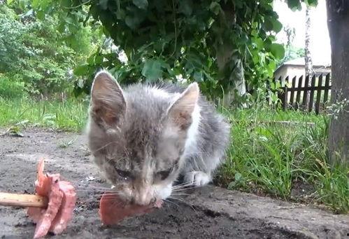 边吃瓜边看小猫,悠闲时光的美好瞬间