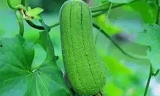 吃三瓜的视频,探寻夏日消暑佳品