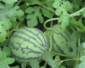 丰收瓜怀孕可以吃吗,安全与营养两不误